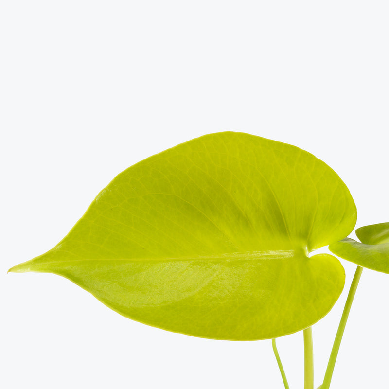 Monstera Super Golden | Care Guide and Pro Tips - Delivery from Toronto across Canada - JOMO Studio