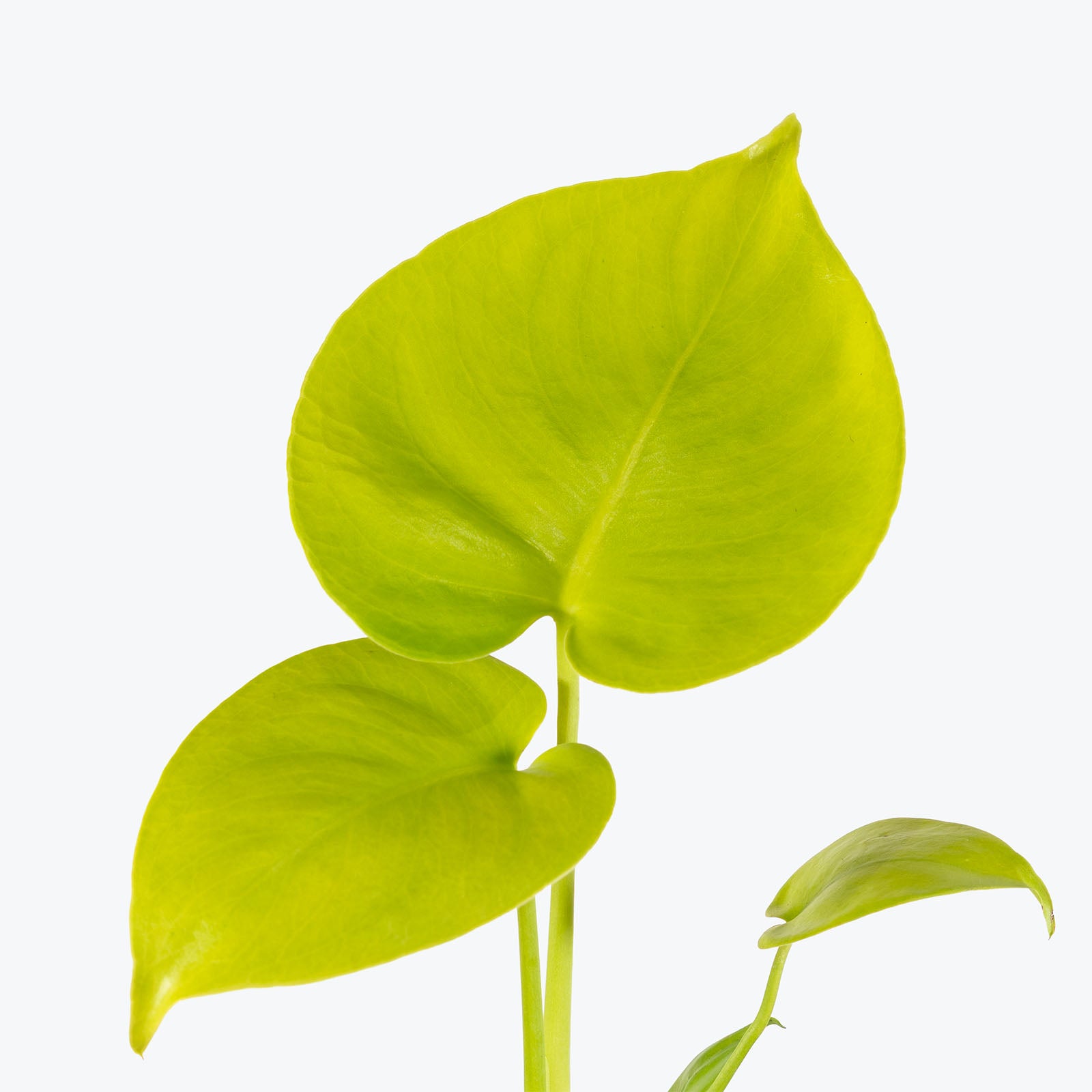 Monstera Super Golden | Care Guide and Pro Tips - Delivery from Toronto across Canada - JOMO Studio