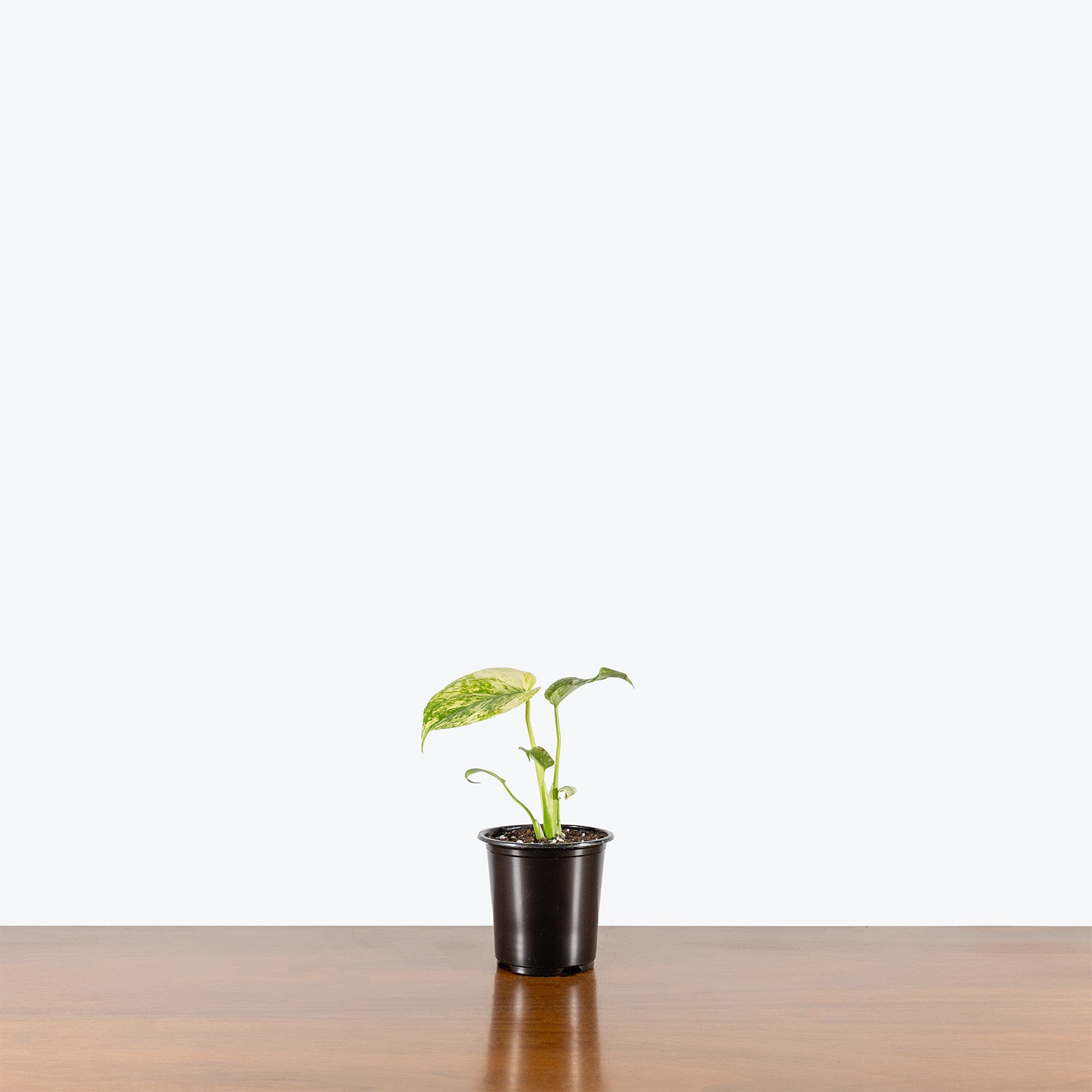 Monstera White Monster