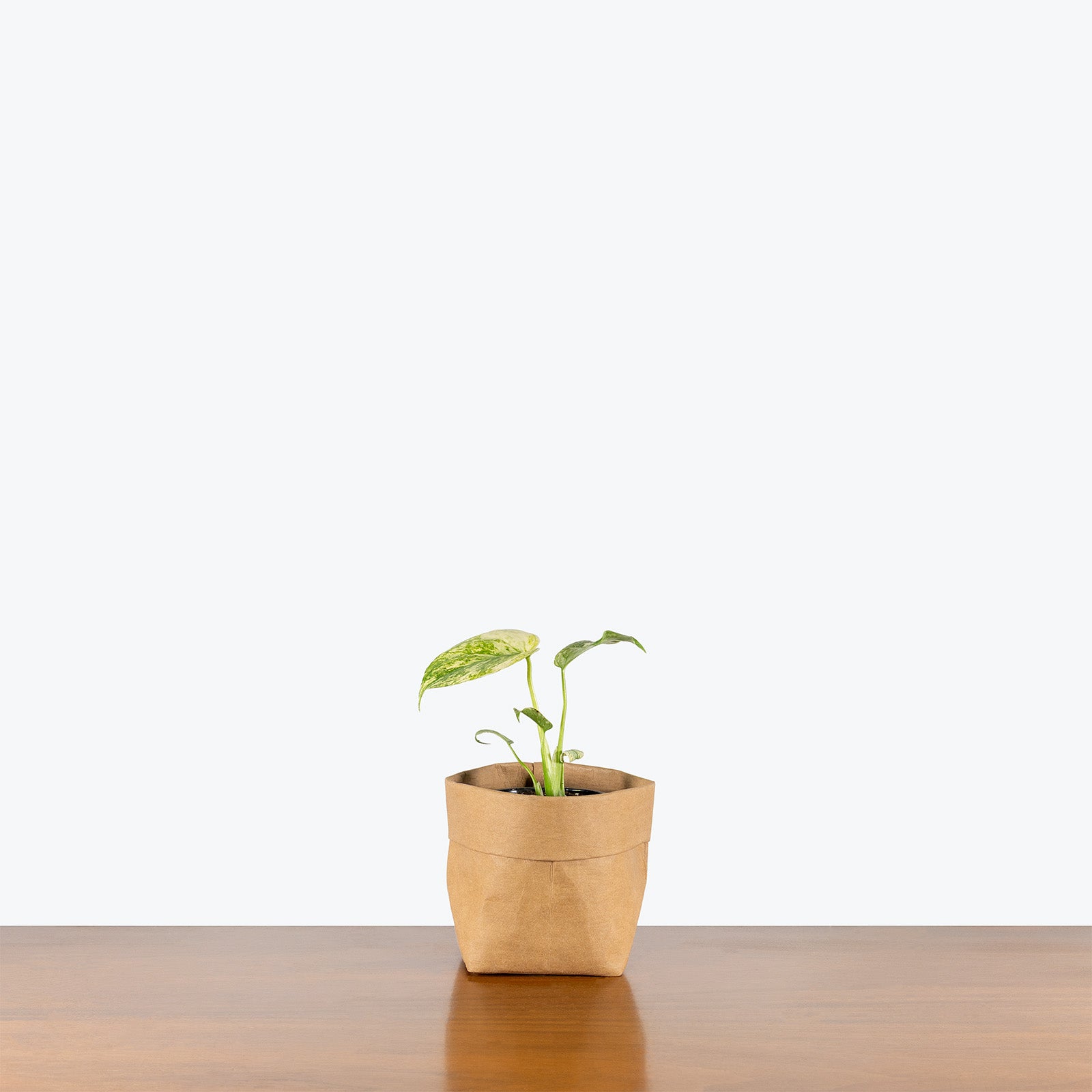 Monstera White Monster