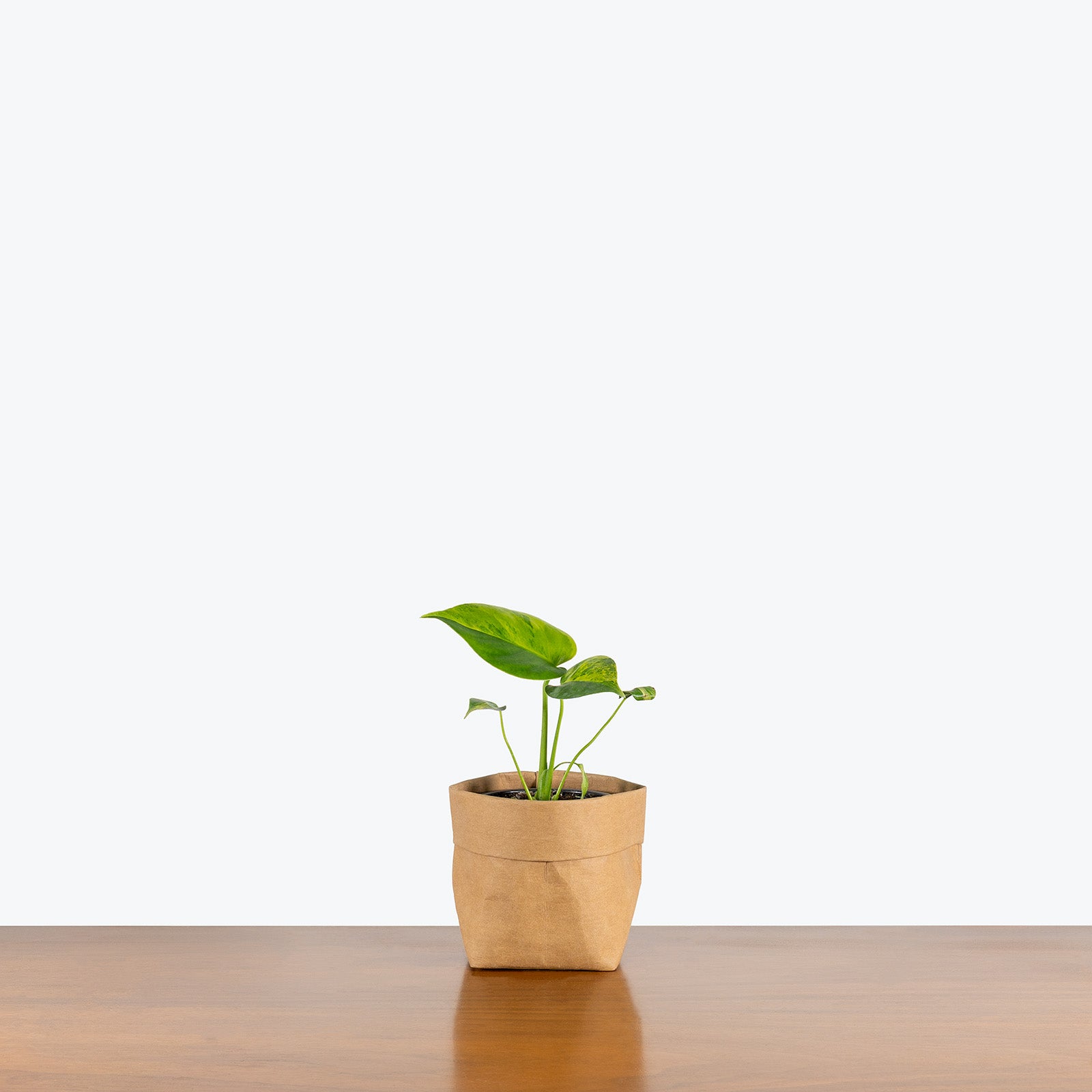 Monstera Yellow Marilyn | Care Guide and Pro Tips - Delivery from Toronto across Canada - JOMO Studio