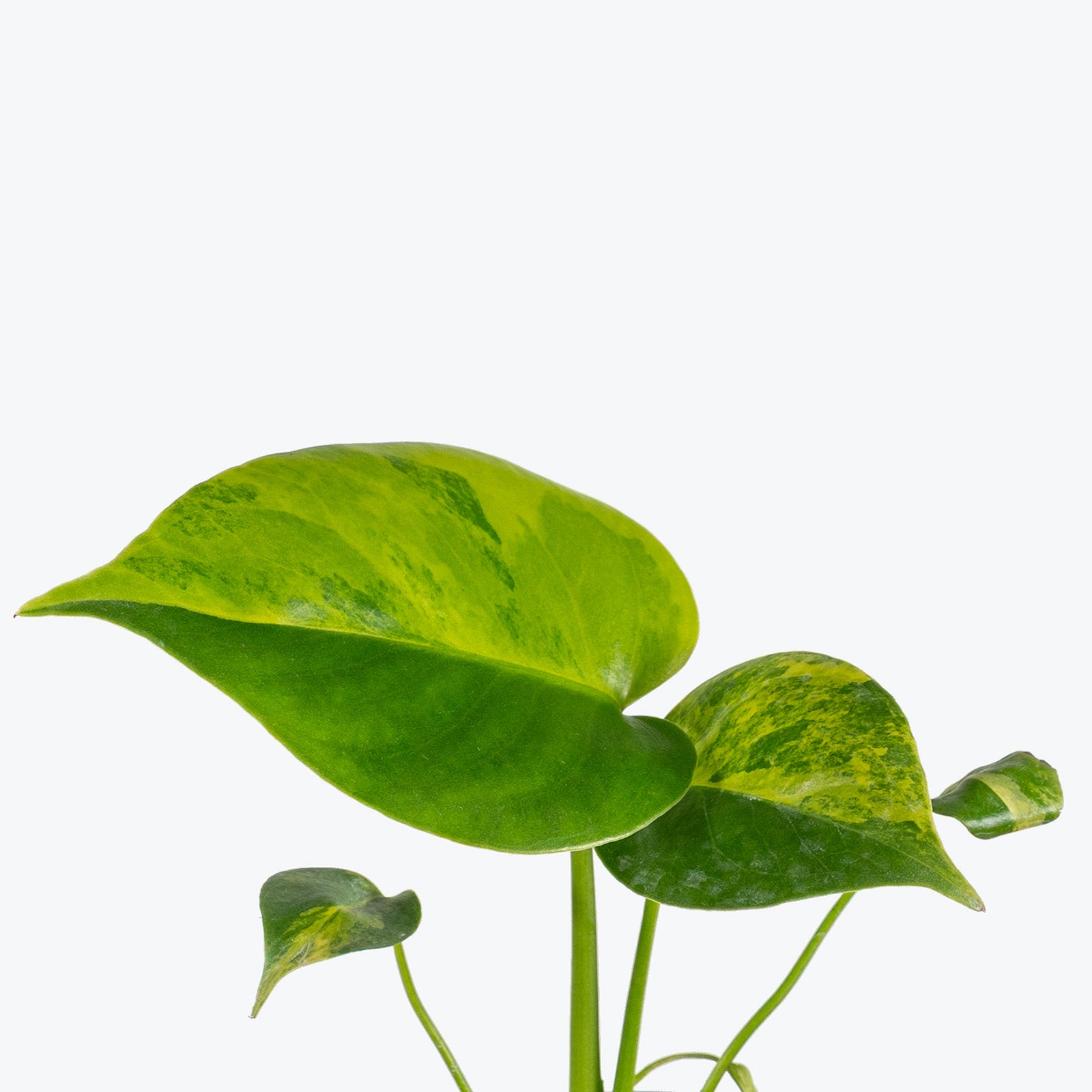 Monstera Yellow Marilyn | Care Guide and Pro Tips - Delivery from Toronto across Canada - JOMO Studio