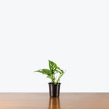 Monstera Adansonii — 4" Pot