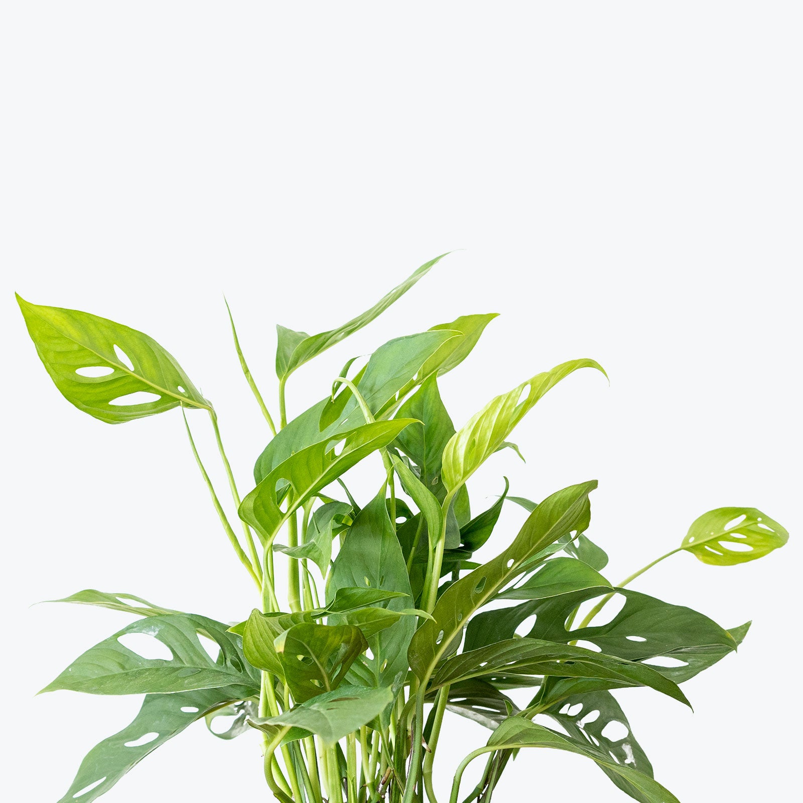 Monstera Adansonii | Care Guide and Pro Tips - Delivery from Toronto across Canada - JOMO Studio