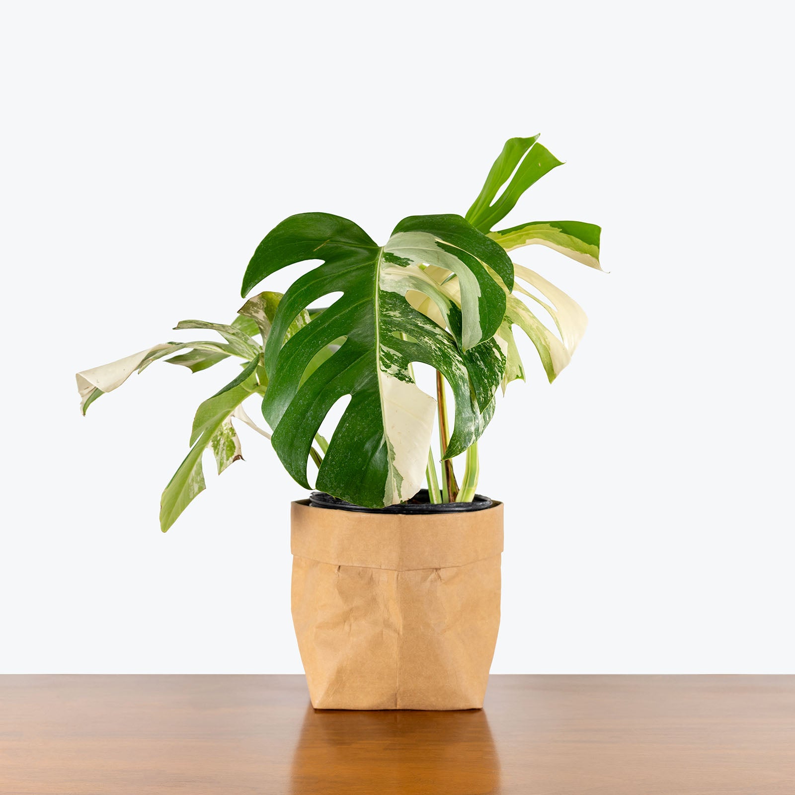 Monstera Albo | Care Guide and Pro Tips - Delivery from Toronto across Canada - JOMO Studio