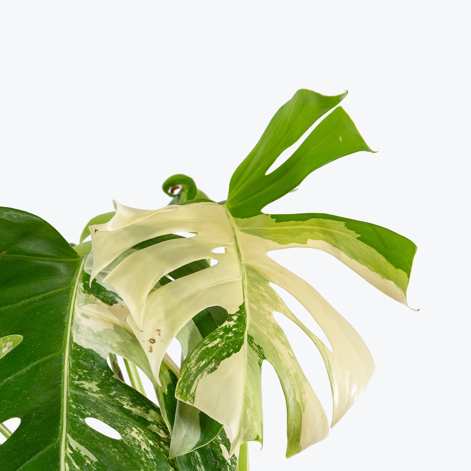 Monstera Albo | Care Guide and Pro Tips - Delivery from Toronto across Canada - JOMO Studio