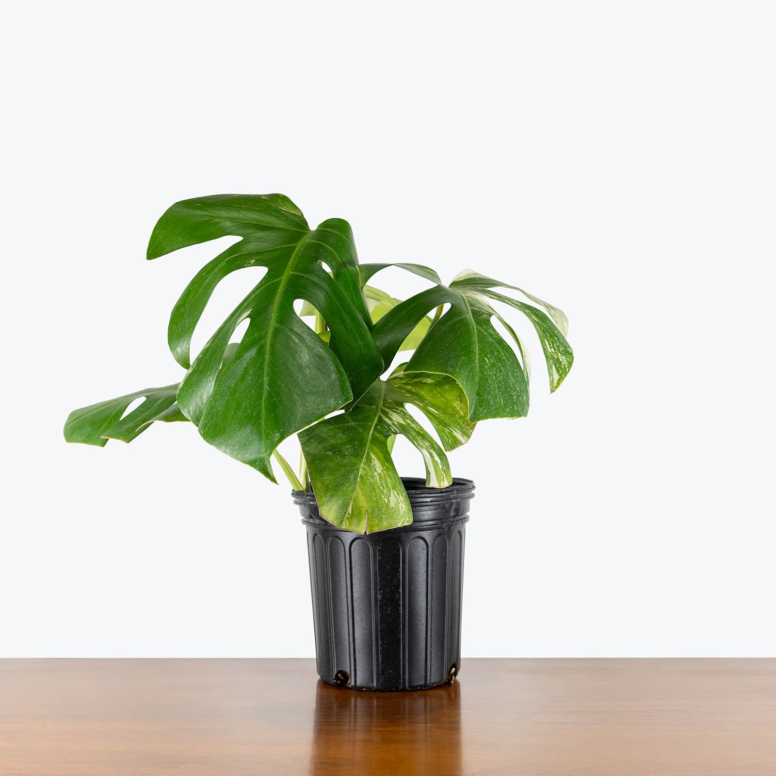 Monstera Albo | Care Guide and Pro Tips - Delivery from Toronto across Canada - JOMO Studio