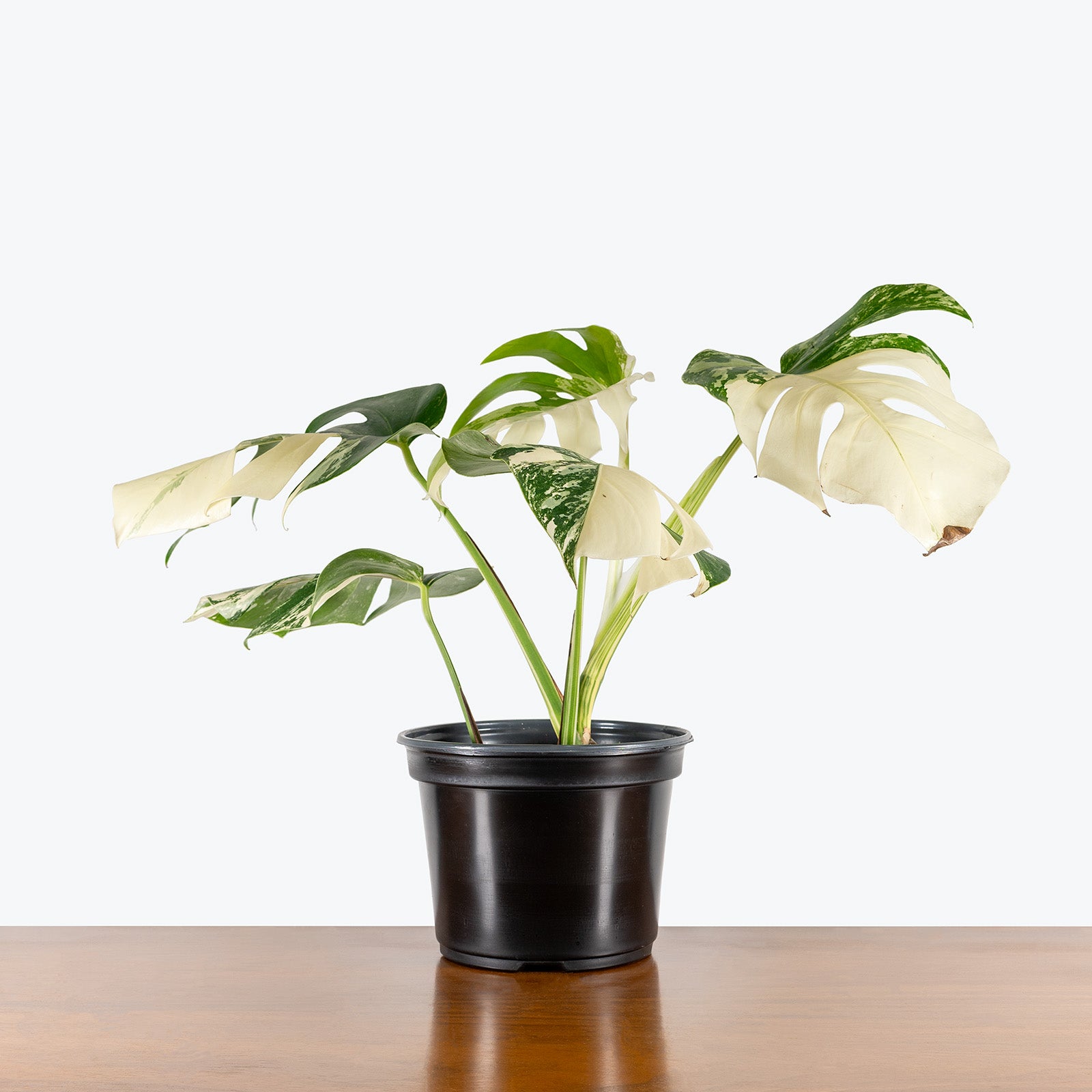 Monstera Albo | Care Guide and Pro Tips - Delivery from Toronto across Canada - JOMO Studio