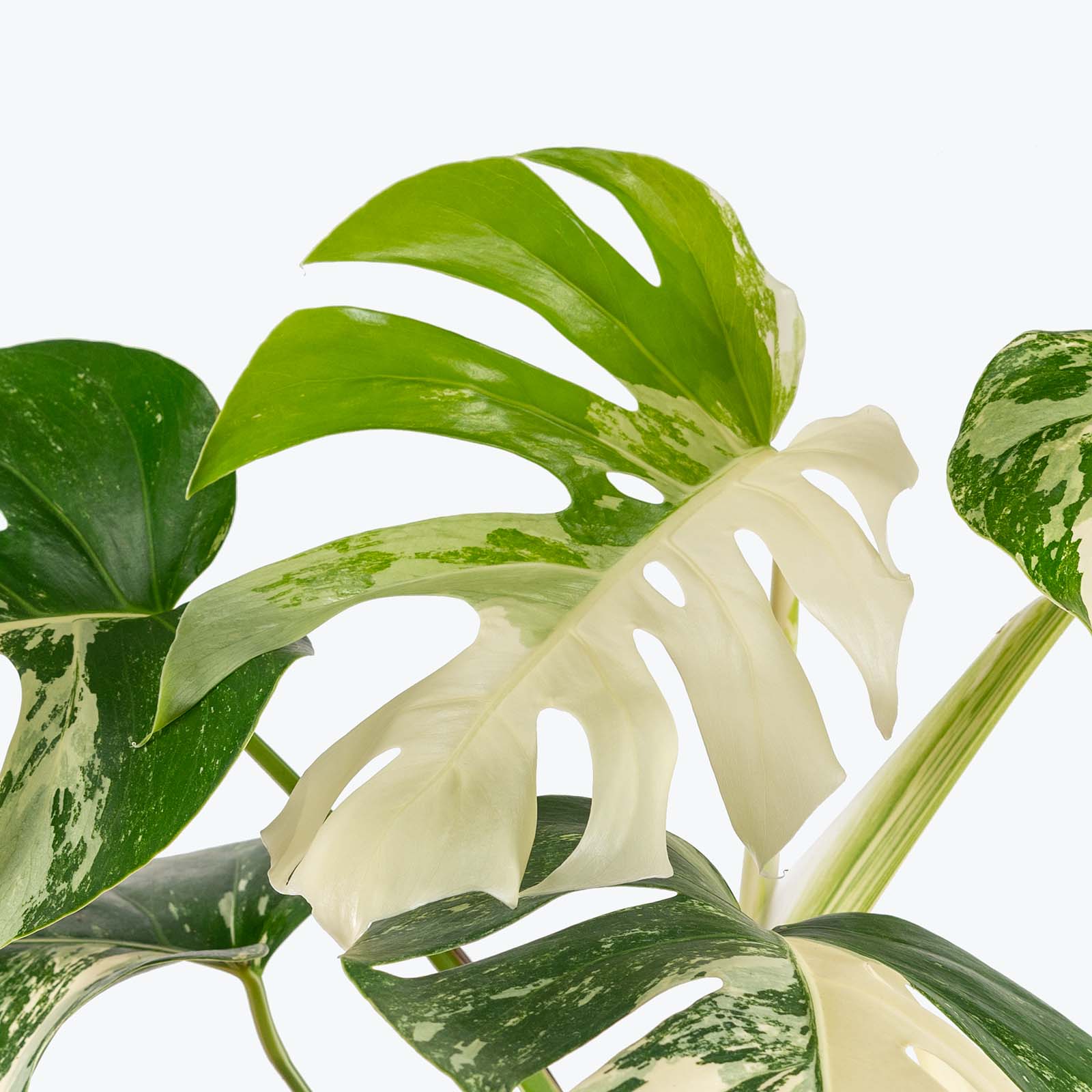 Monstera Albo | Care Guide and Pro Tips - Delivery from Toronto across Canada - JOMO Studio