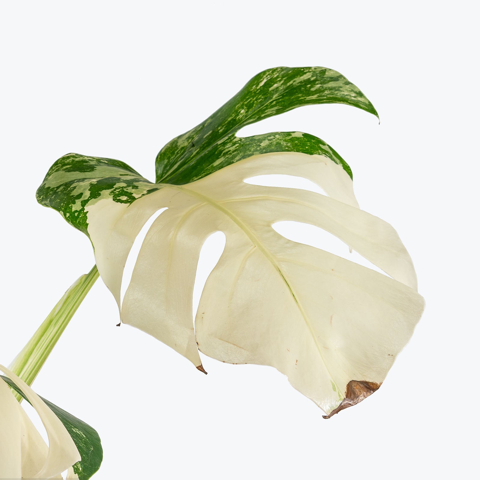 Monstera Albo | Care Guide and Pro Tips - Delivery from Toronto across Canada - JOMO Studio