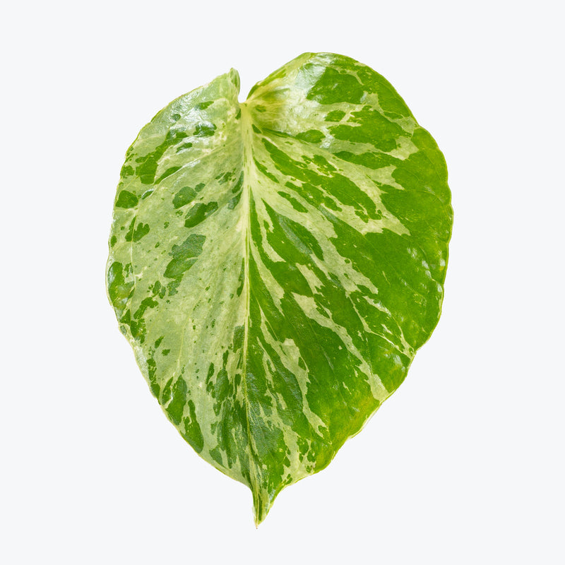 Monstera Bulbasaur | Care Guide and Pro Tips - Delivery from Toronto across Canada - JOMO Studio