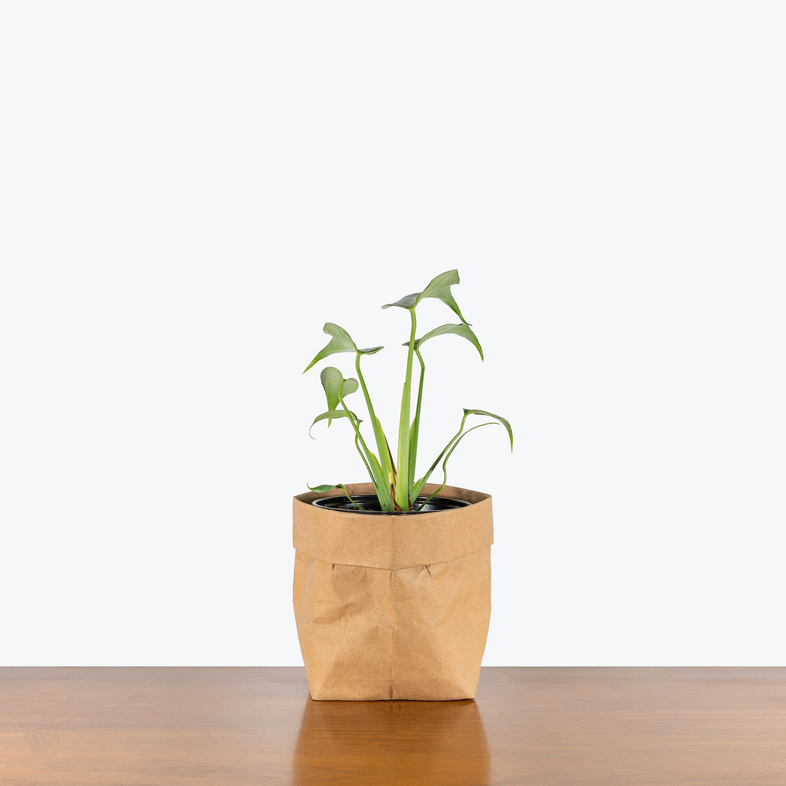 Monstera Burle Marx Flame | Care Guide and Pro Tips - Delivery from Toronto across Canada - JOMO Studio