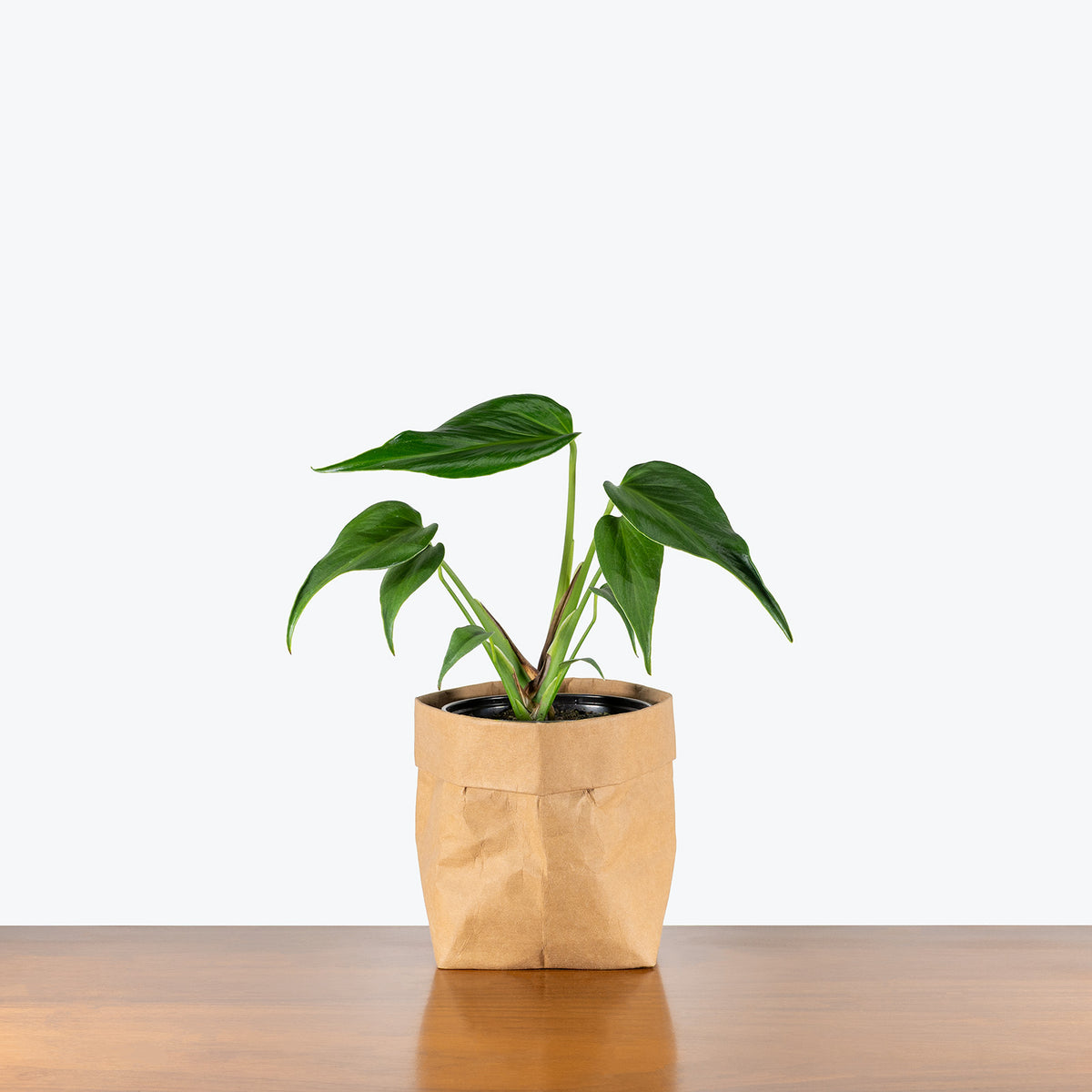 philodendron insulare Monstera Burle Marx Flame | Care Guide and Pro Tips - Delivery from Toronto across Canada