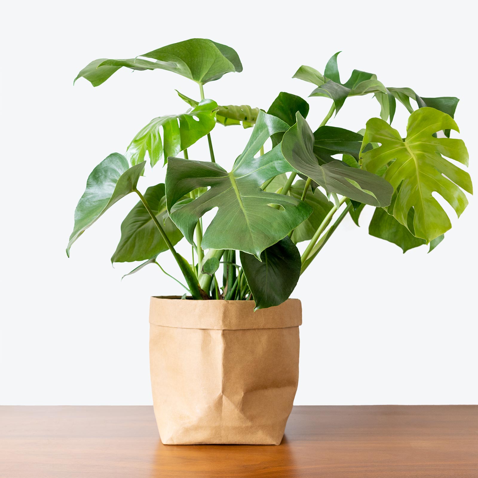 10 Best Indoor Plants For Oxygen