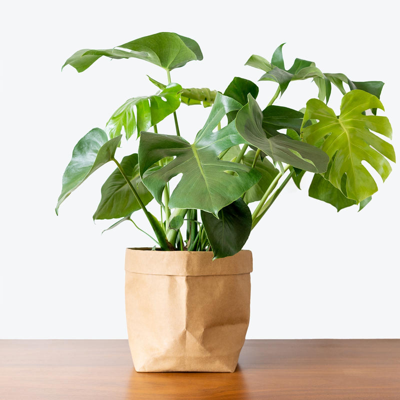 Monstera Deliciosa - Top 10 Best Indoor House Plants for Your Home - House Plants Delivery Toronto - JOMO Studio
