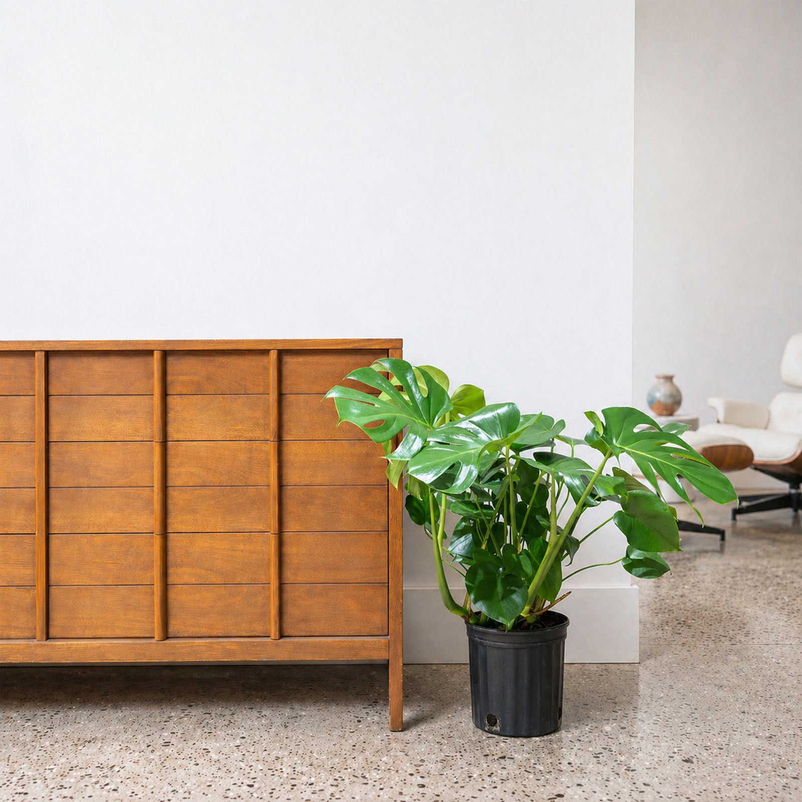 Monstera Deliciosa | Care Guide and Pro Tips - Delivery from Toronto across Canada - JOMO Studio