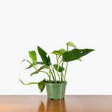 Monstera Lechleriana — 6" Pot (trailing)