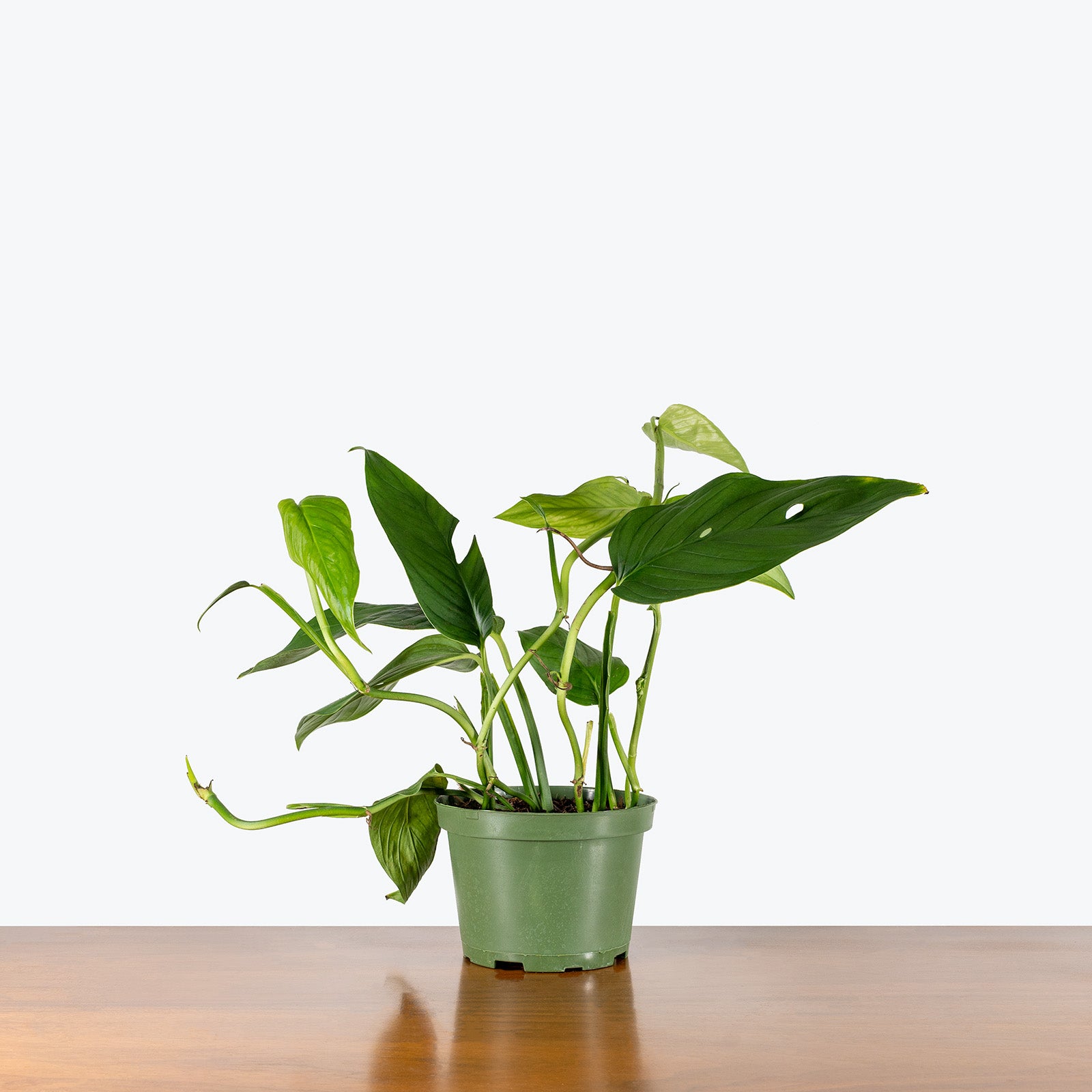 Monstera Lechleriana | Care Guide and Pro Tips - Delivery from Toronto across Canada - JOMO Studio