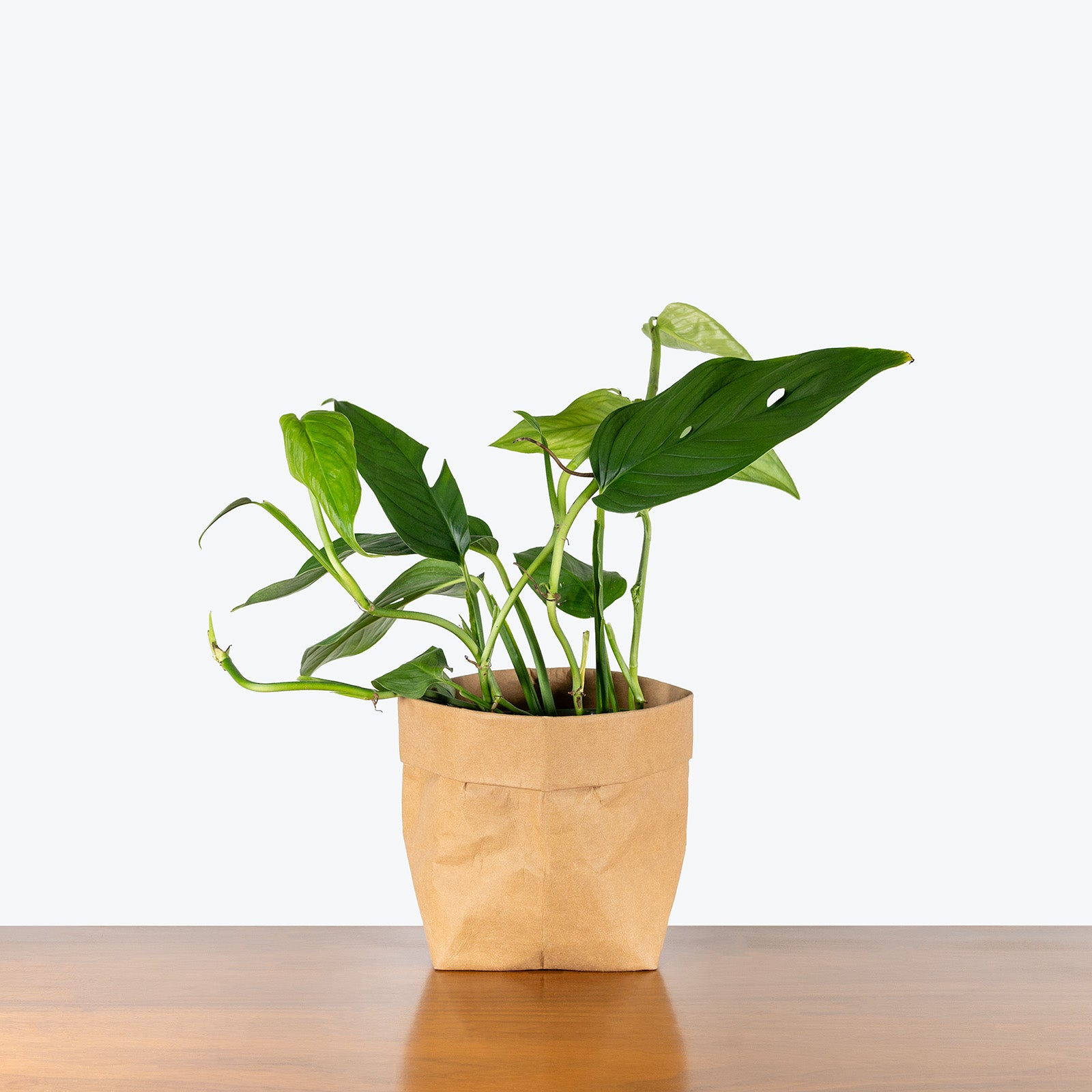 Monstera Lechleriana | Care Guide and Pro Tips - Delivery from Toronto across Canada - JOMO Studio