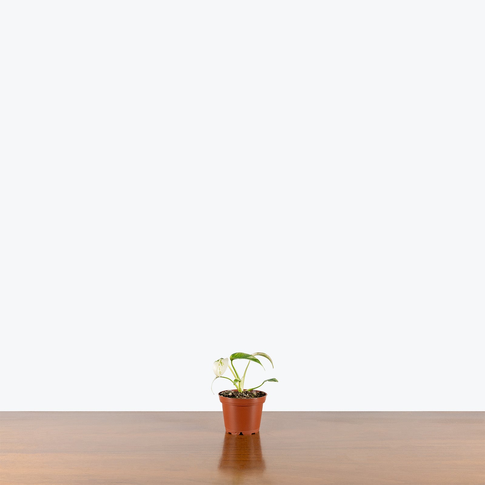 Monstera Mint | Rare Tropical Houseplants for Delivery | Care Guide and Pro Tips