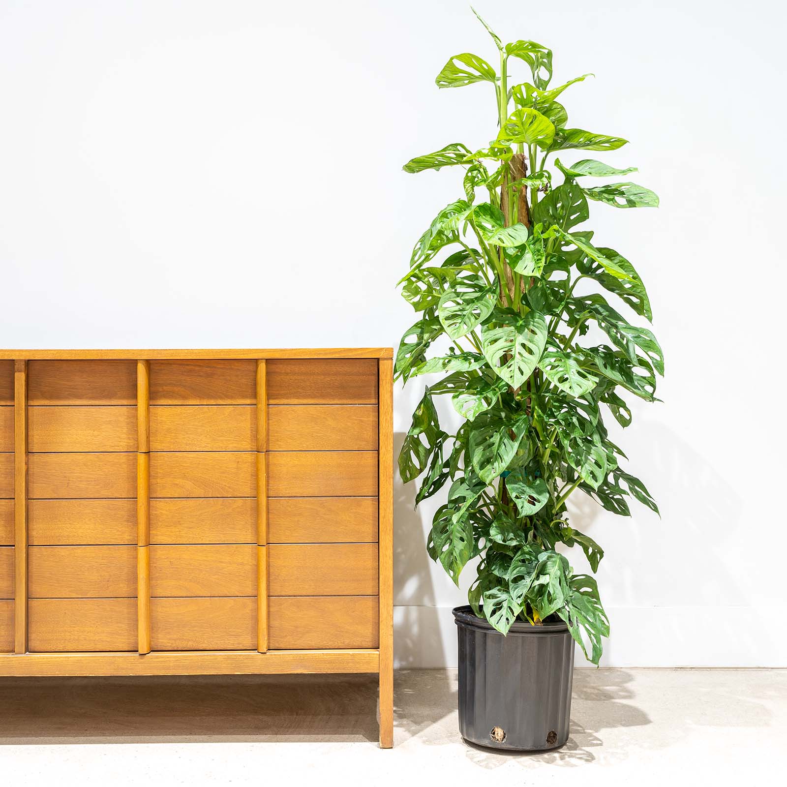 Monstera Monkey Mask | Care Guide and Pro Tips - Delivery from Toronto across Canada - JOMO Studio