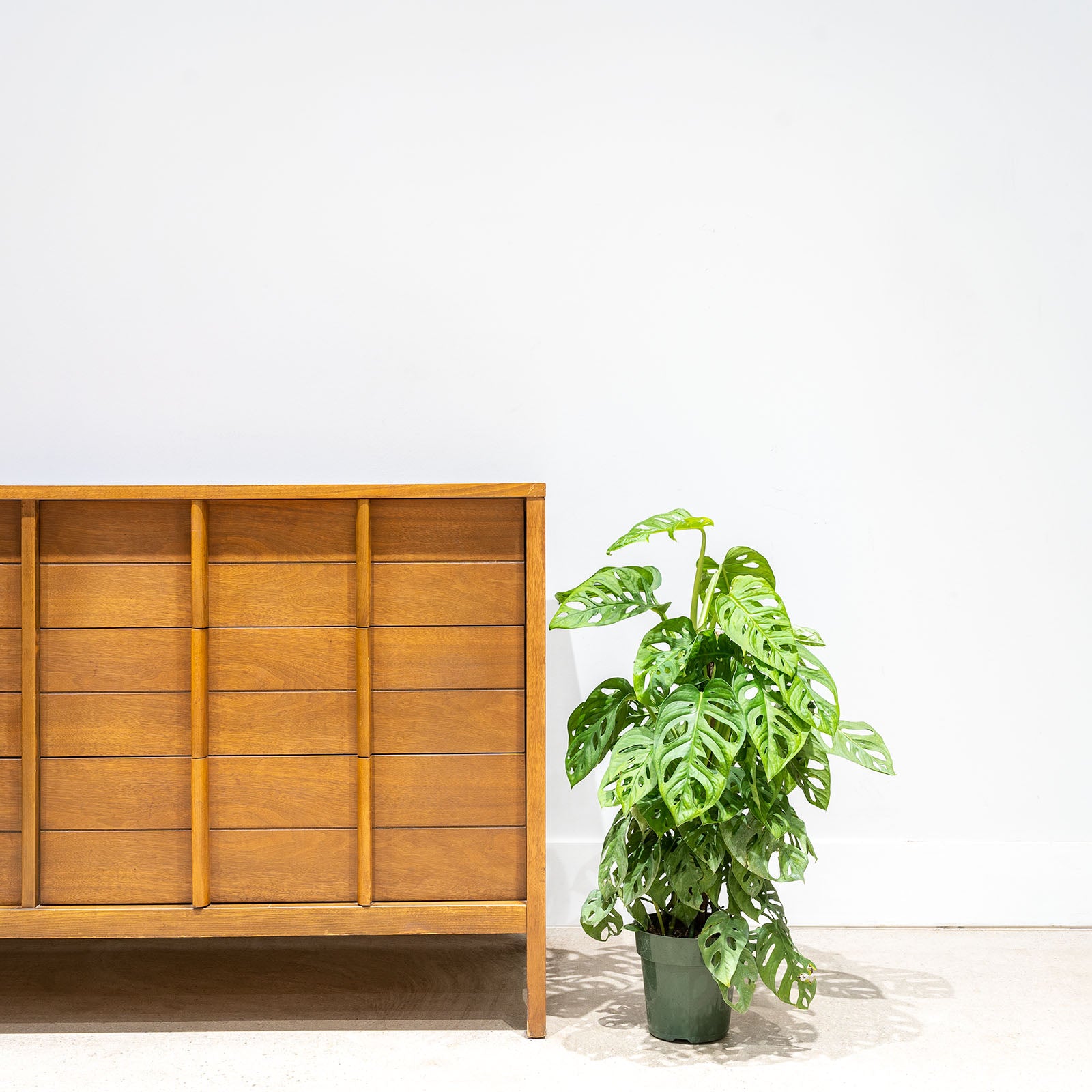 Monstera Monkey Mask | Care Guide and Pro Tips - Delivery from Toronto across Canada - JOMO Studio