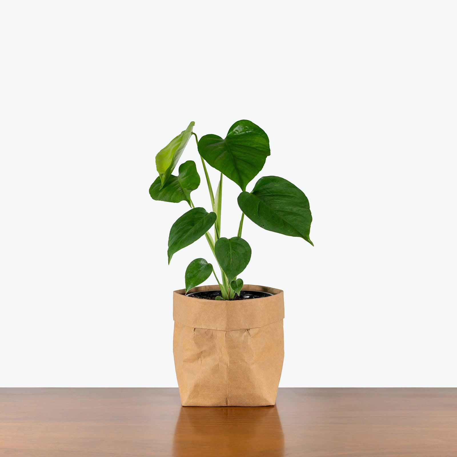 Monstera Sierrana | Care Guide and Pro Tips - Delivery from Toronto across Canada - JOMO Studio