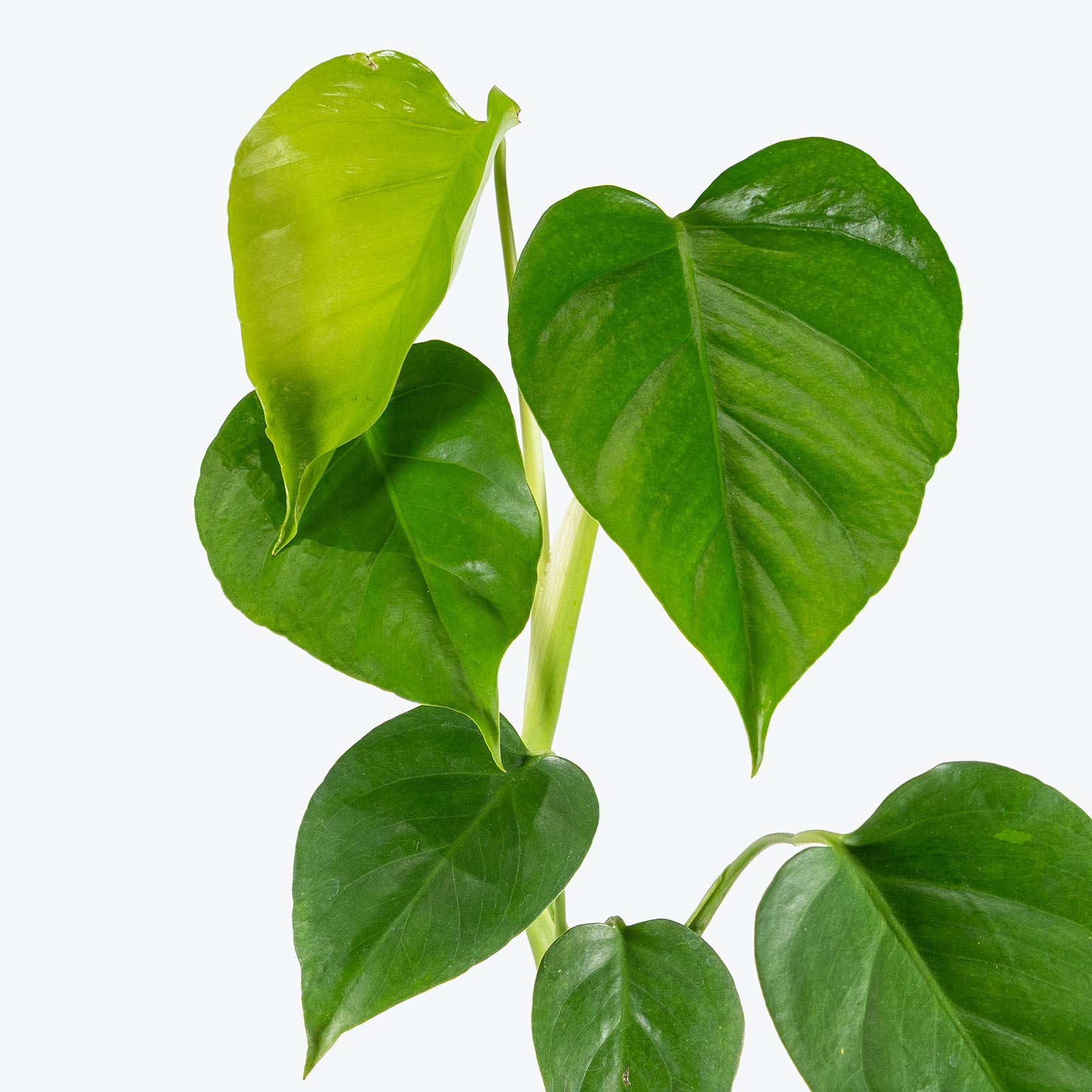 Monstera Sierrana | Care Guide and Pro Tips - Delivery from Toronto across Canada - JOMO Studio
