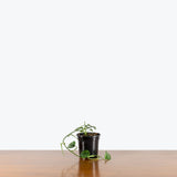 Monstera Siltepecana — 4" Pot - Single