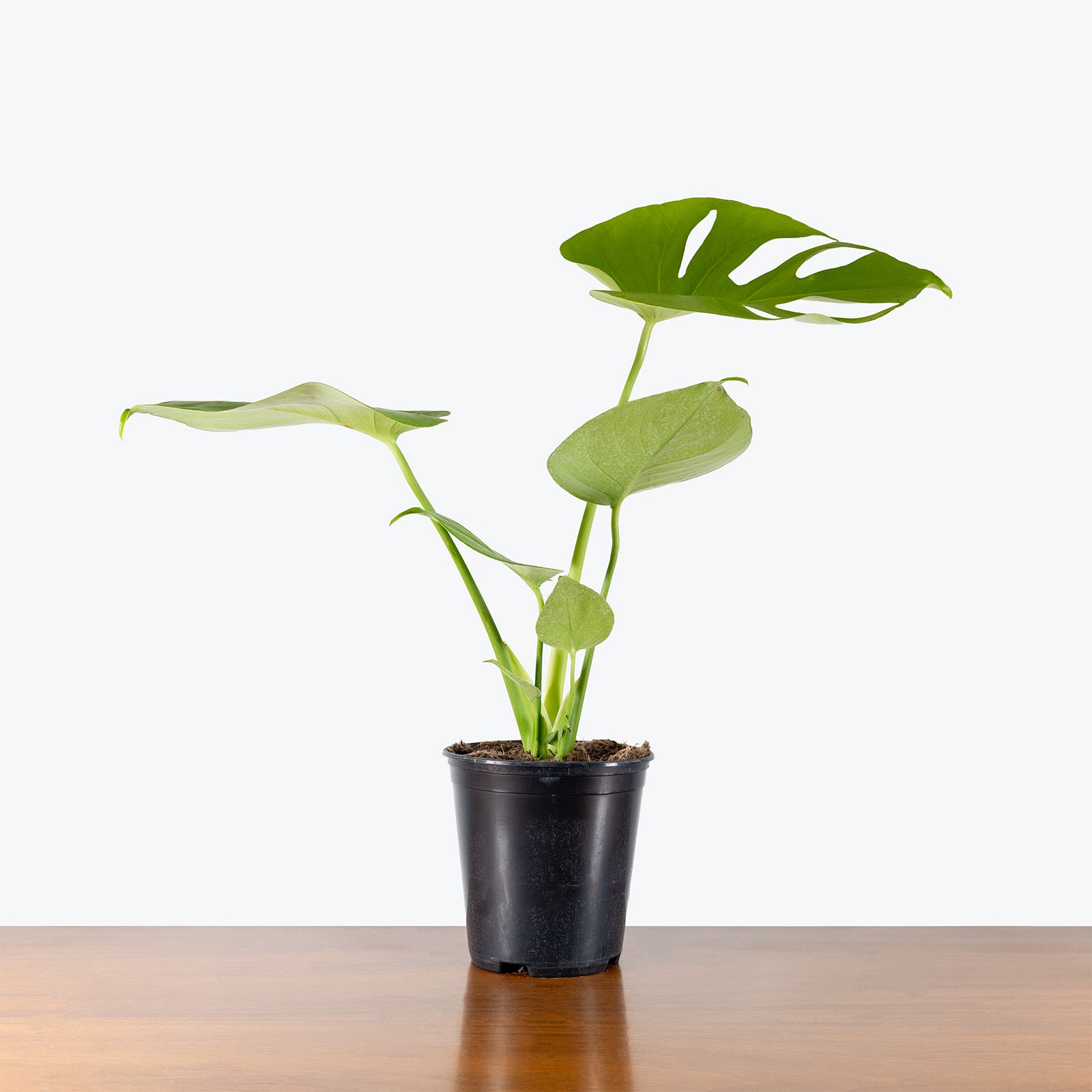 Monstera Super Golden | Care Guide and Pro Tips - Delivery from Toronto across Canada - JOMO Studio