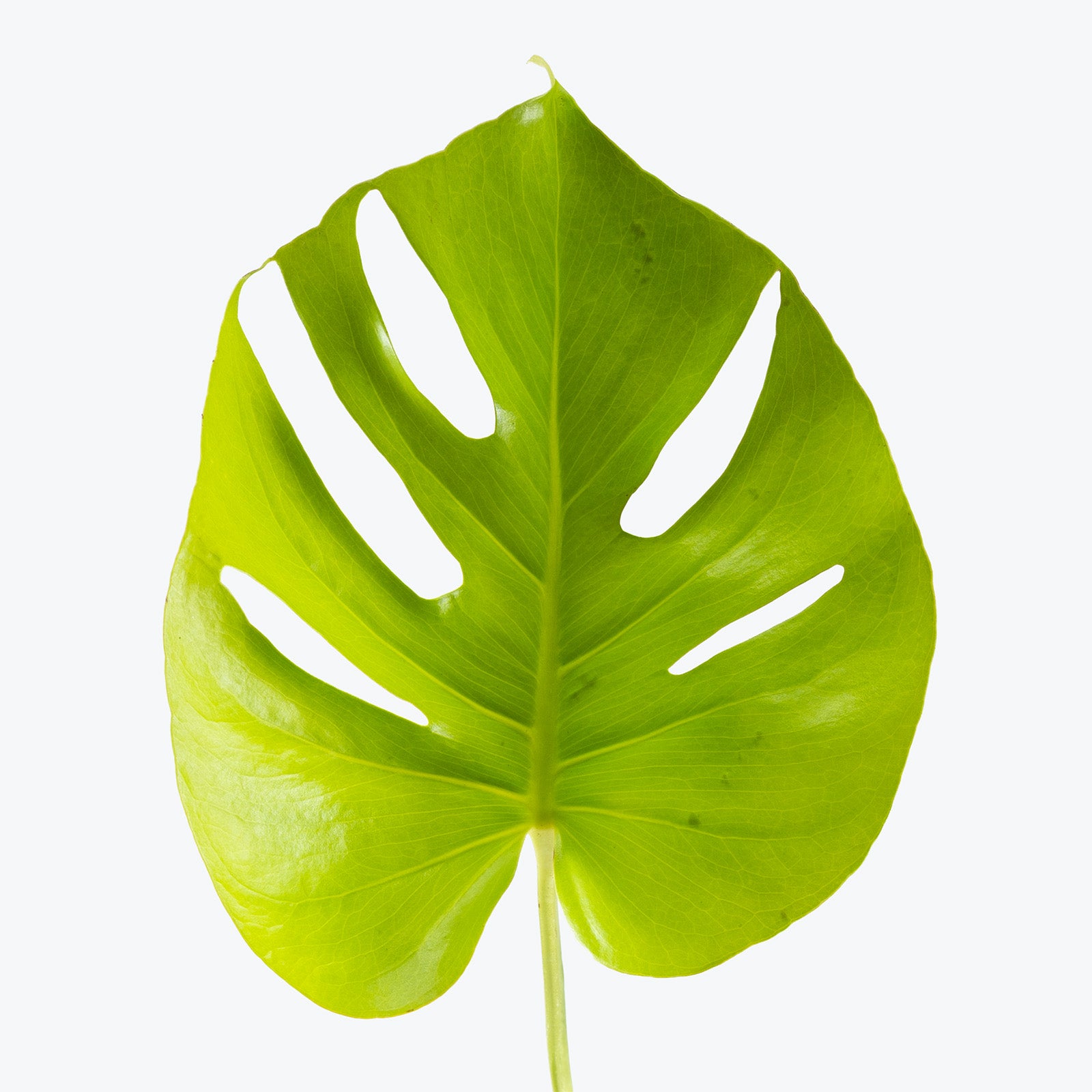 Monstera Super Golden | Care Guide and Pro Tips - Delivery from Toronto across Canada - JOMO Studio