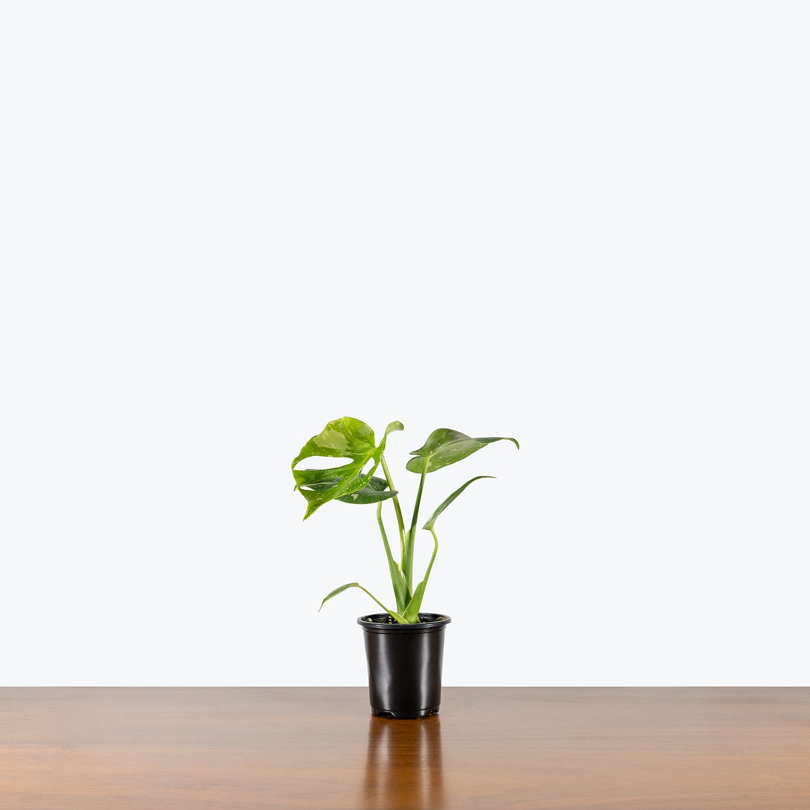 Monstera Thai Constellation | Care Guide and Pro Tips - Delivery from Toronto across Canada - JOMO Studio