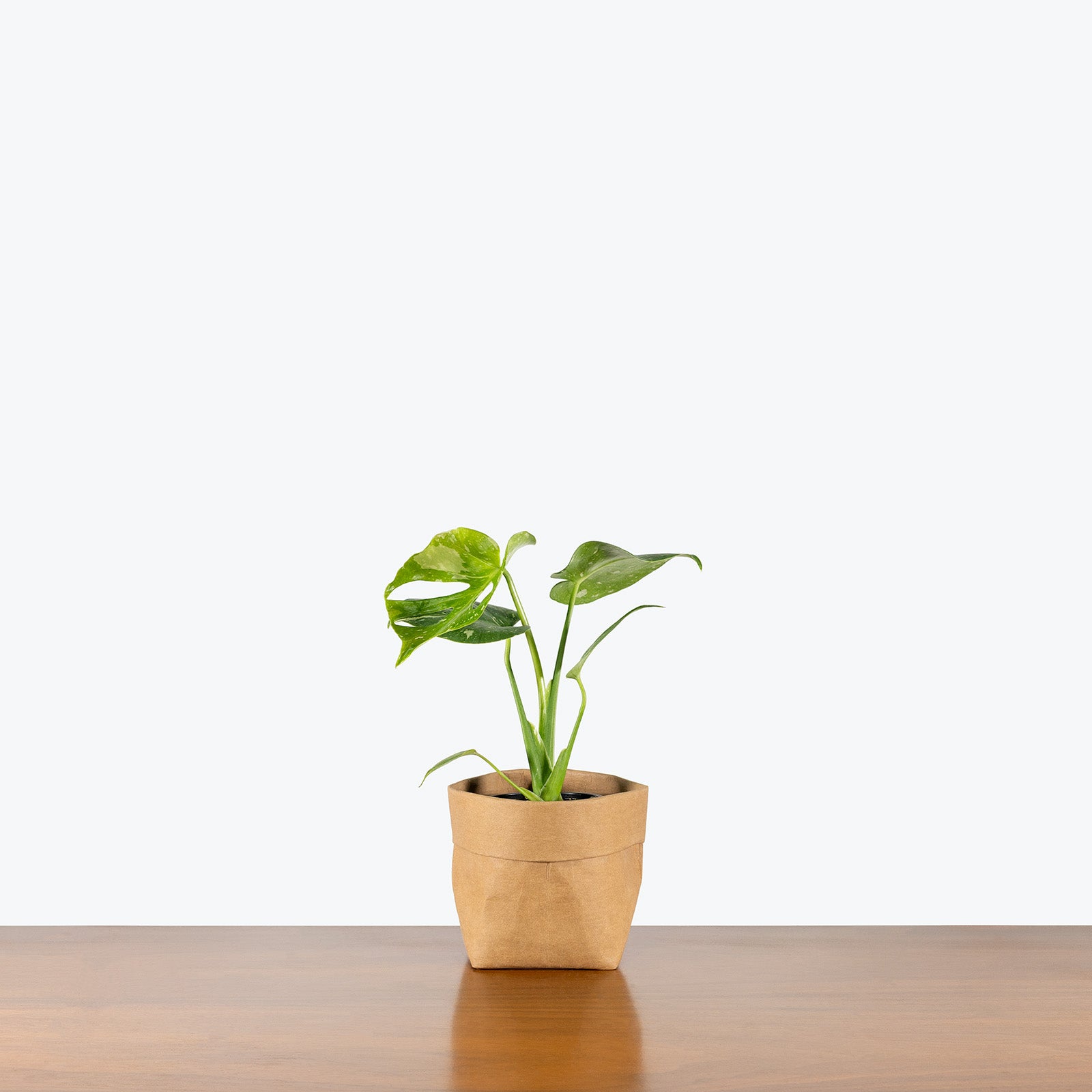 Monstera Thai Constellation | Care Guide and Pro Tips - Delivery from Toronto across Canada - JOMO Studio