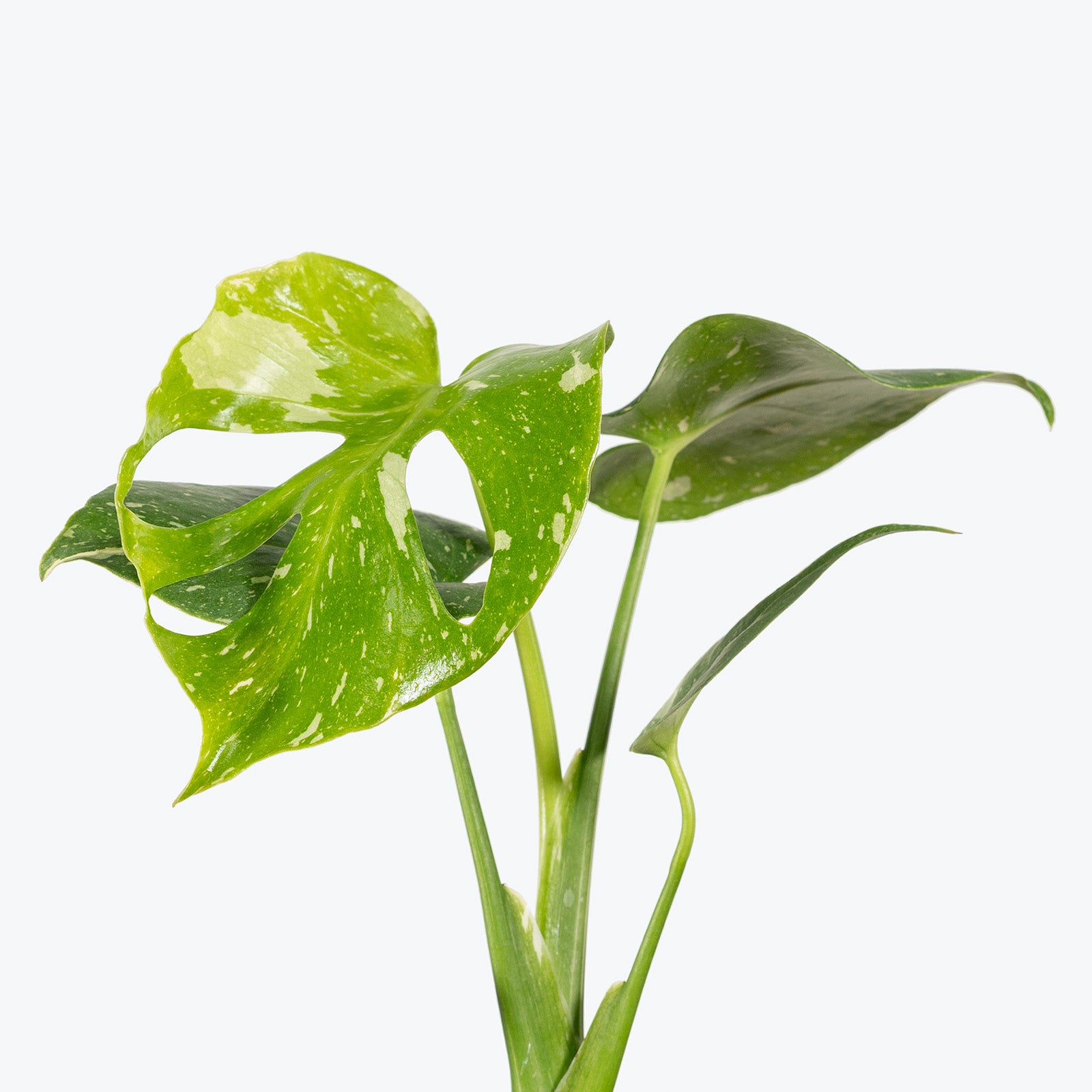 Monstera Thai Constellation | Care Guide and Pro Tips - Delivery from Toronto across Canada - JOMO Studio
