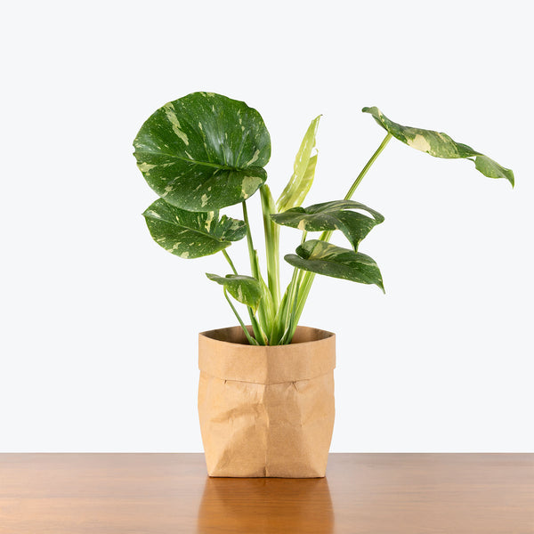 Monstera Thai Constellation | Care Guide and Pro Tips - Delivery from  Toronto across Canada