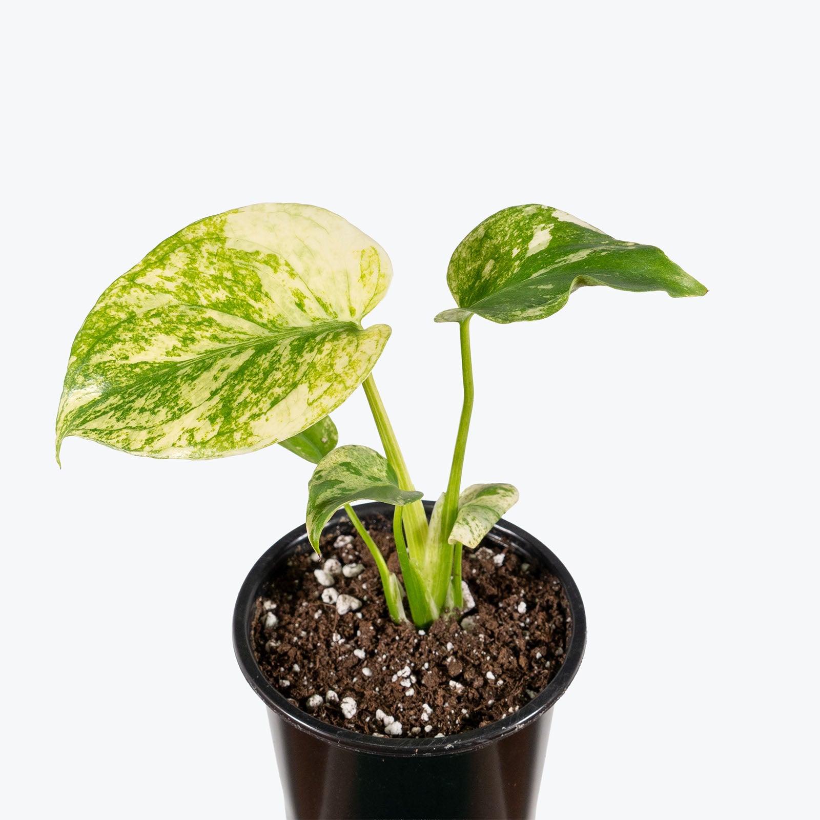 Monstera White Monster | Care Guide and Pro Tips - Delivery from Toronto across Canada - JOMO Studio