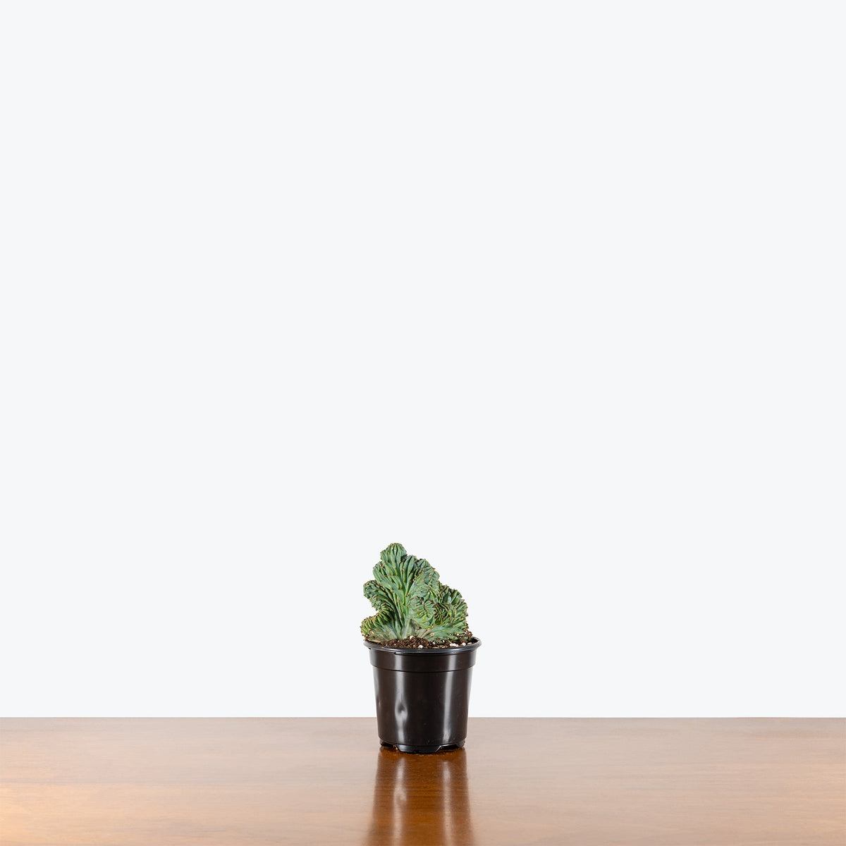 Myrtillocactus Geometrizans Cristata | Care Guide and Pro Tips - Delivery from Toronto across Canada - JOMO Studio