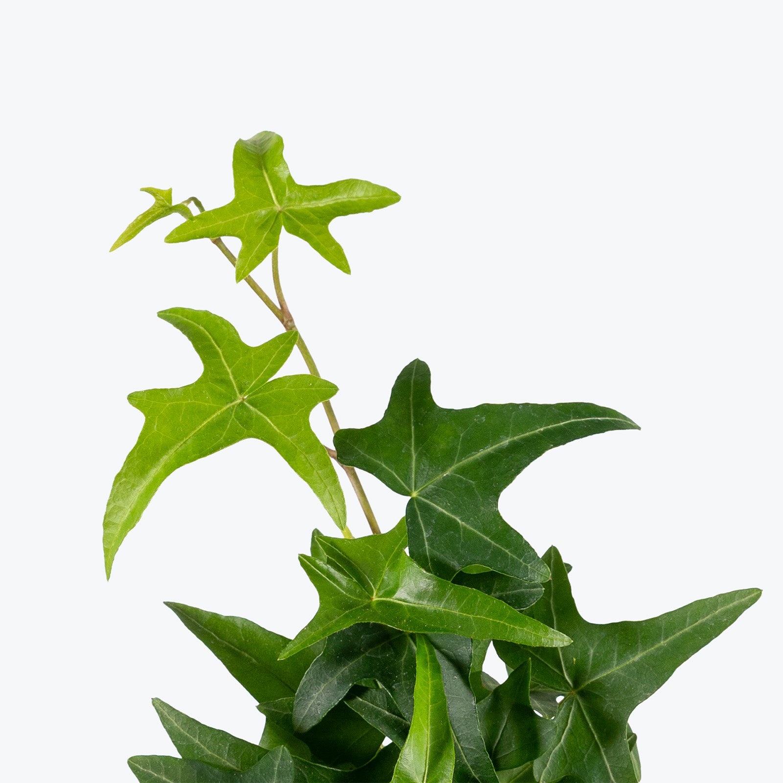 Needlepoint Ivy | Care Guide and Pro Tips - Delivery from Toronto across Canada - JOMO Studio