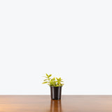 Nematanthus Aurora Gold — 4" Pot