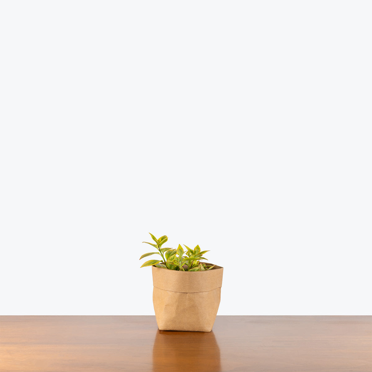 Nematanthus Aurora Gold | Goldfish Plant | Care Guide and Pro Tips - Delivery from Toronto across Canada - JOMO Studio