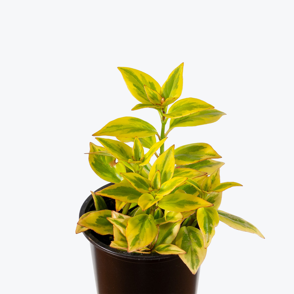 Nematanthus Aurora Gold | Goldfish Plant | Care Guide and Pro Tips - Delivery from Toronto across Canada - JOMO Studio