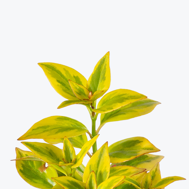 Nematanthus Aurora Gold | Goldfish Plant | Care Guide and Pro Tips - Delivery from Toronto across Canada - JOMO Studio