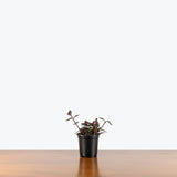 Nematanthus Heidi — 4" Pot