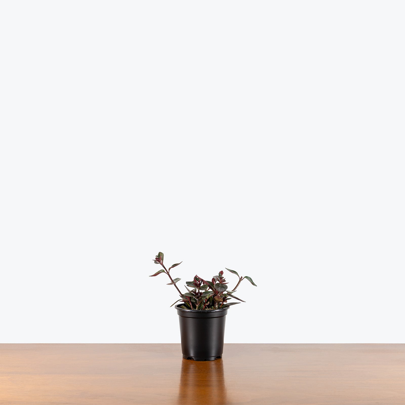 Nematanthus Heidi | Goldfish Plant | Care Guide and Pro Tips - Delivery from Toronto across Canada - JOMO Studio