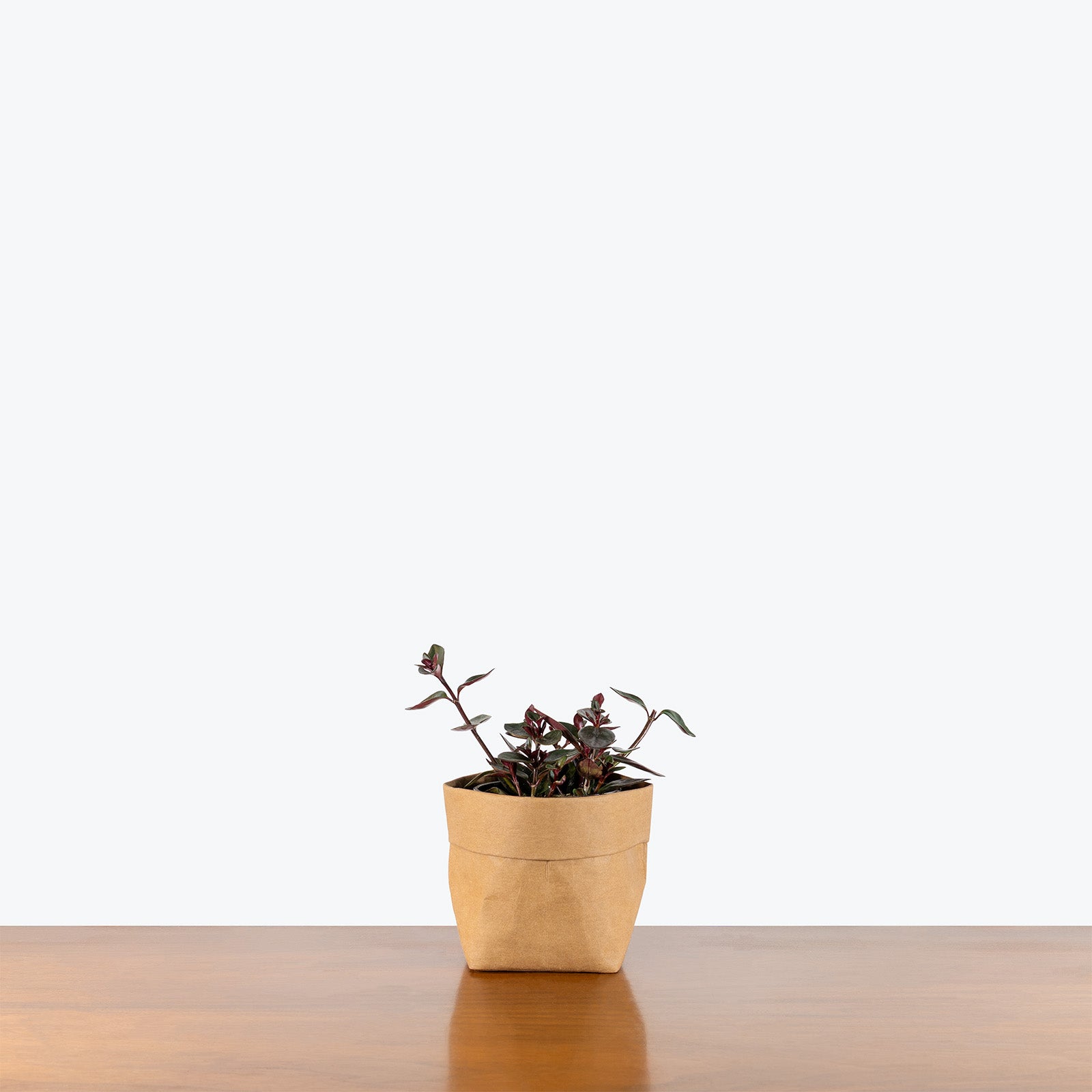 Nematanthus Heidi | Goldfish Plant | Care Guide and Pro Tips - Delivery from Toronto across Canada - JOMO Studio
