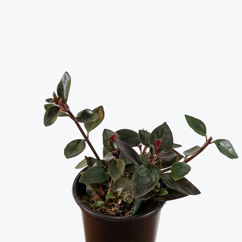 Nematanthus Heidi | Goldfish Plant | Care Guide and Pro Tips - Delivery from Toronto across Canada - JOMO Studio