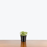 Nematanthus Variegated Goldfish Plant — 4" Pot