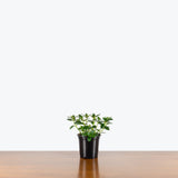 Nematanthus Marlene — 4" Pot