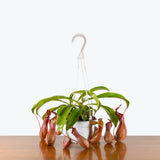 Nepenthes Alata Pitcher Plant — 6" Hanging Basket
