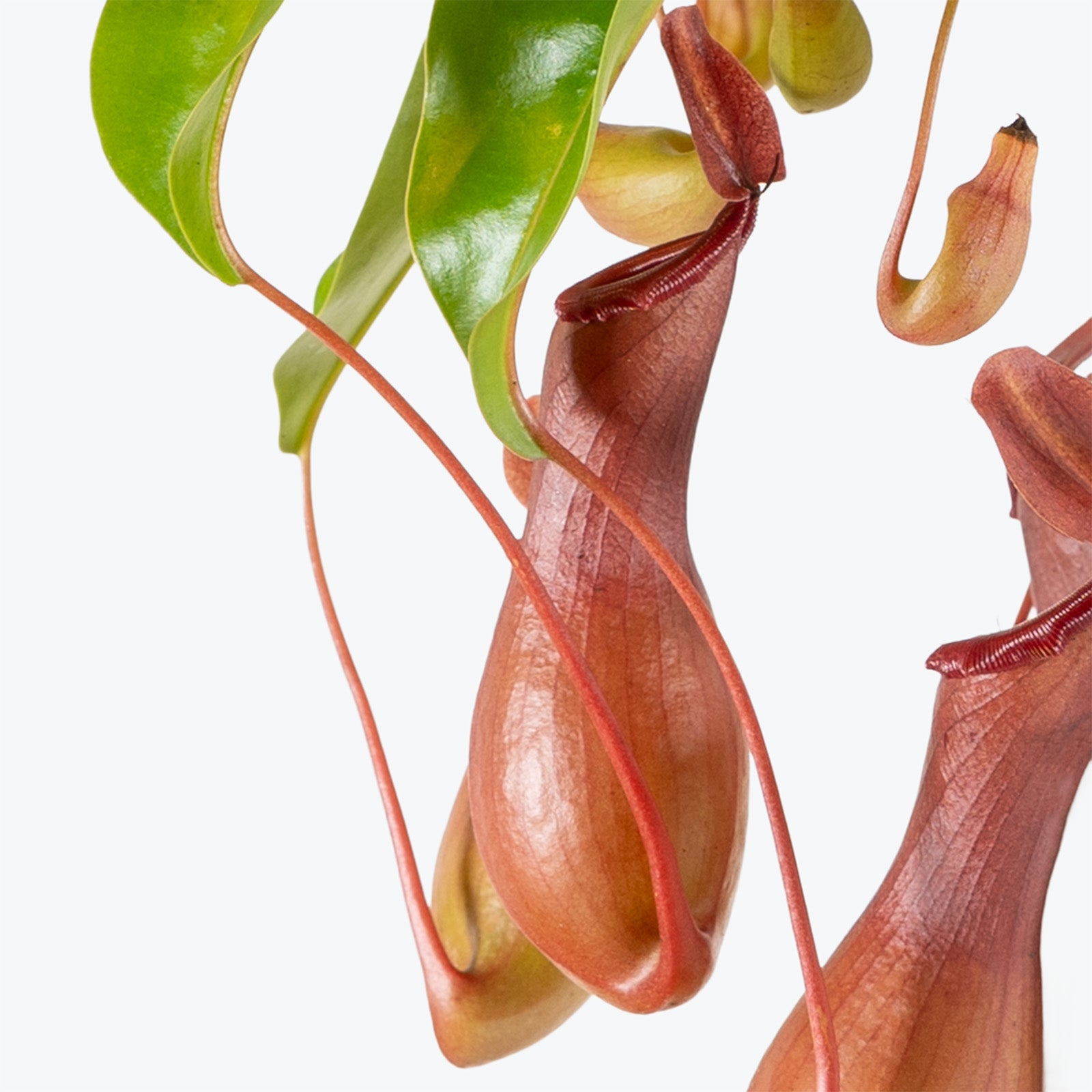 Nepenthes Alata Pitcher Plant | Exotic Carnivorous Pitcher Plants for Delivery | Care Guide and Pro Tips